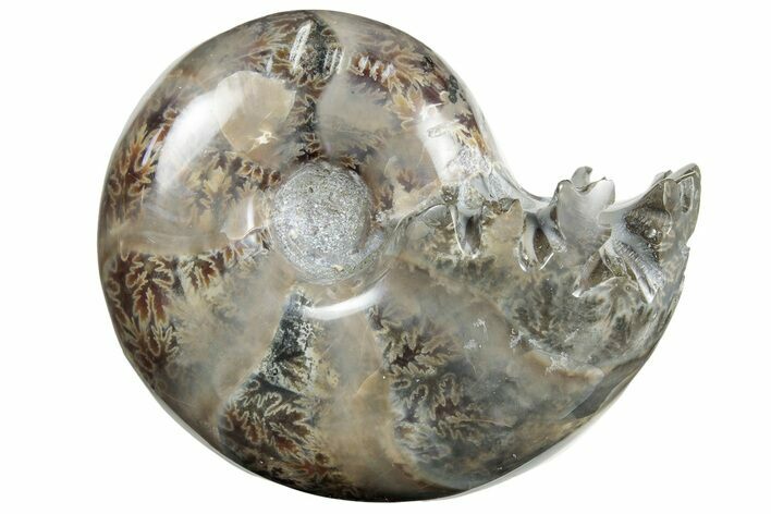 Polished Agatized Ammonite (Gaudryceras?) Fossil - Madagascar #213779